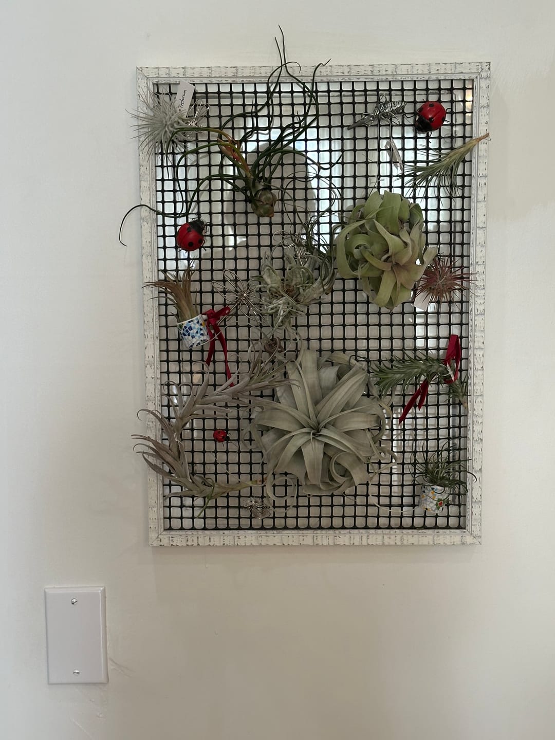 Customer photo review of Tectorum Ecuador  (AKA Snowball)