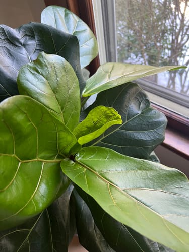 Customer photo review of Plant Food