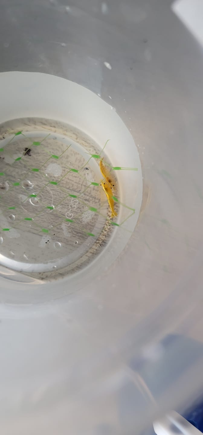 Customer photo review of Neon Yellow Shrimp "NEW"