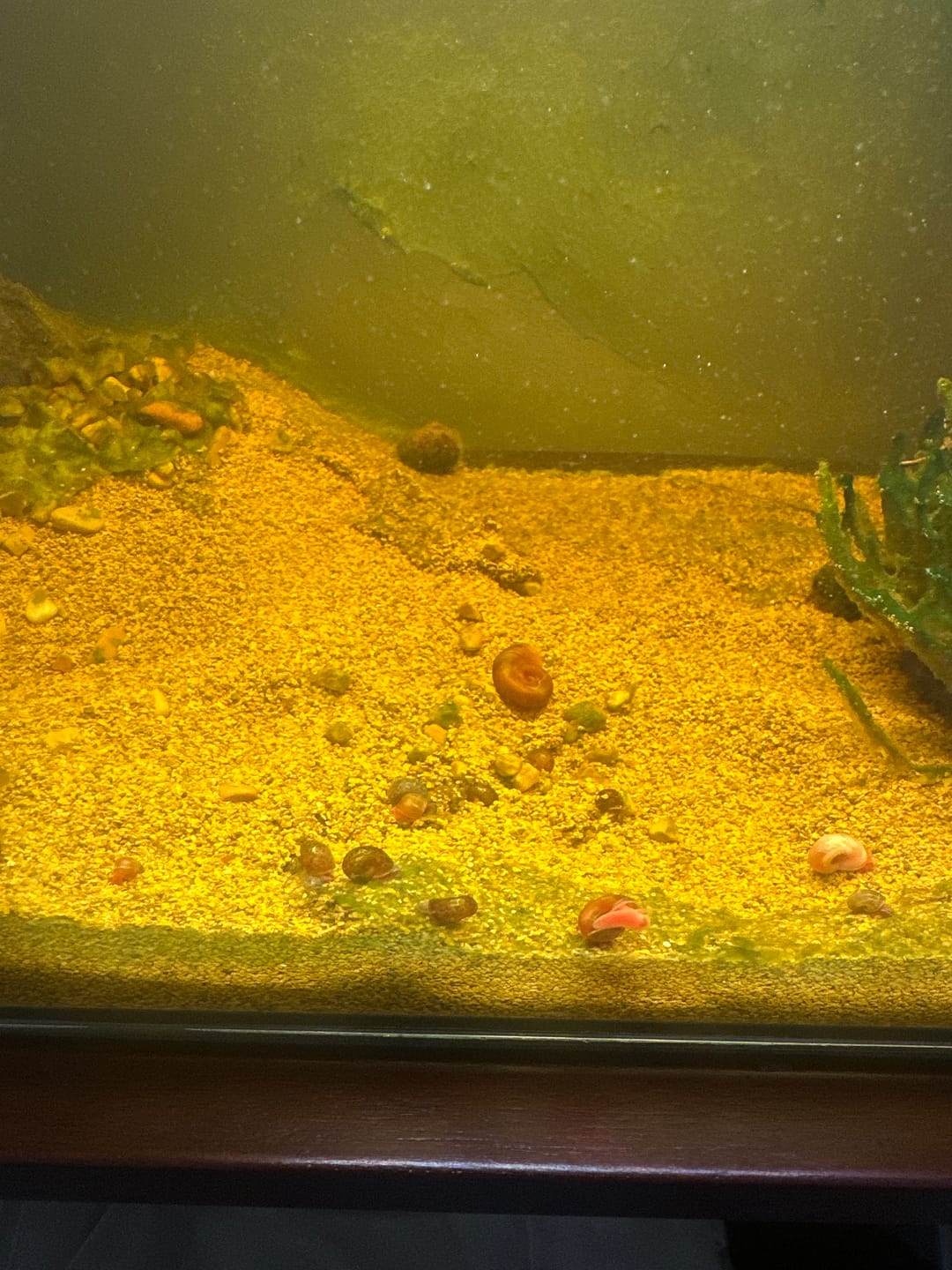Customer photo review of RAMSHORN SNAILS (ASSORTED BLUE, PINK,GREY,GOLD)