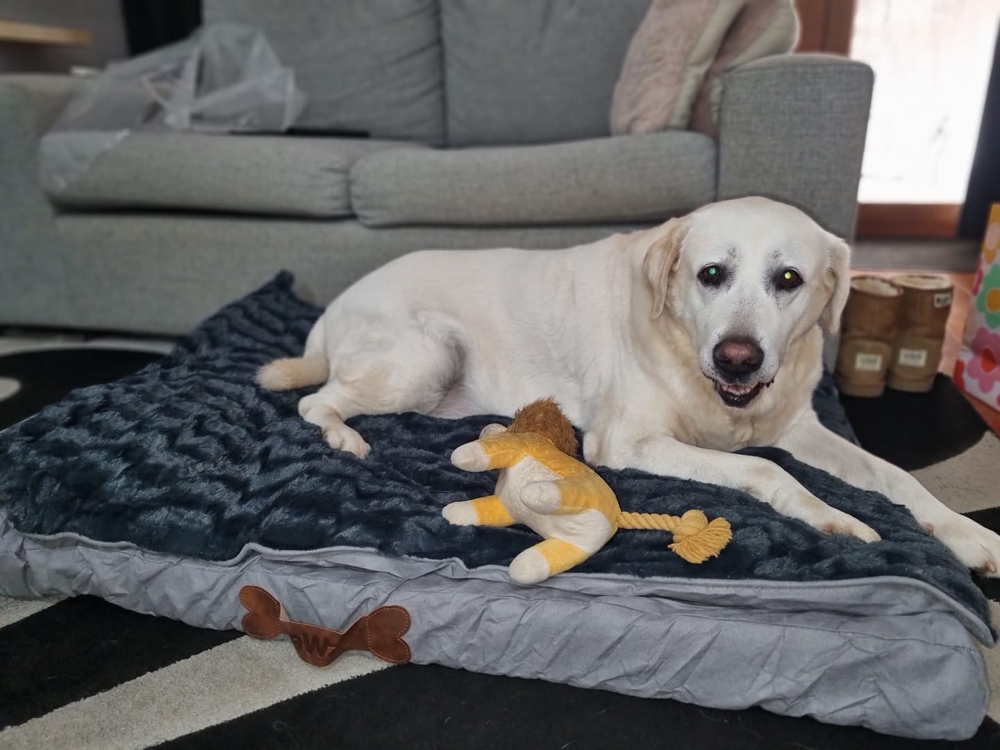 Customer photo review of Pawz Dog Memory Foam Mattress
