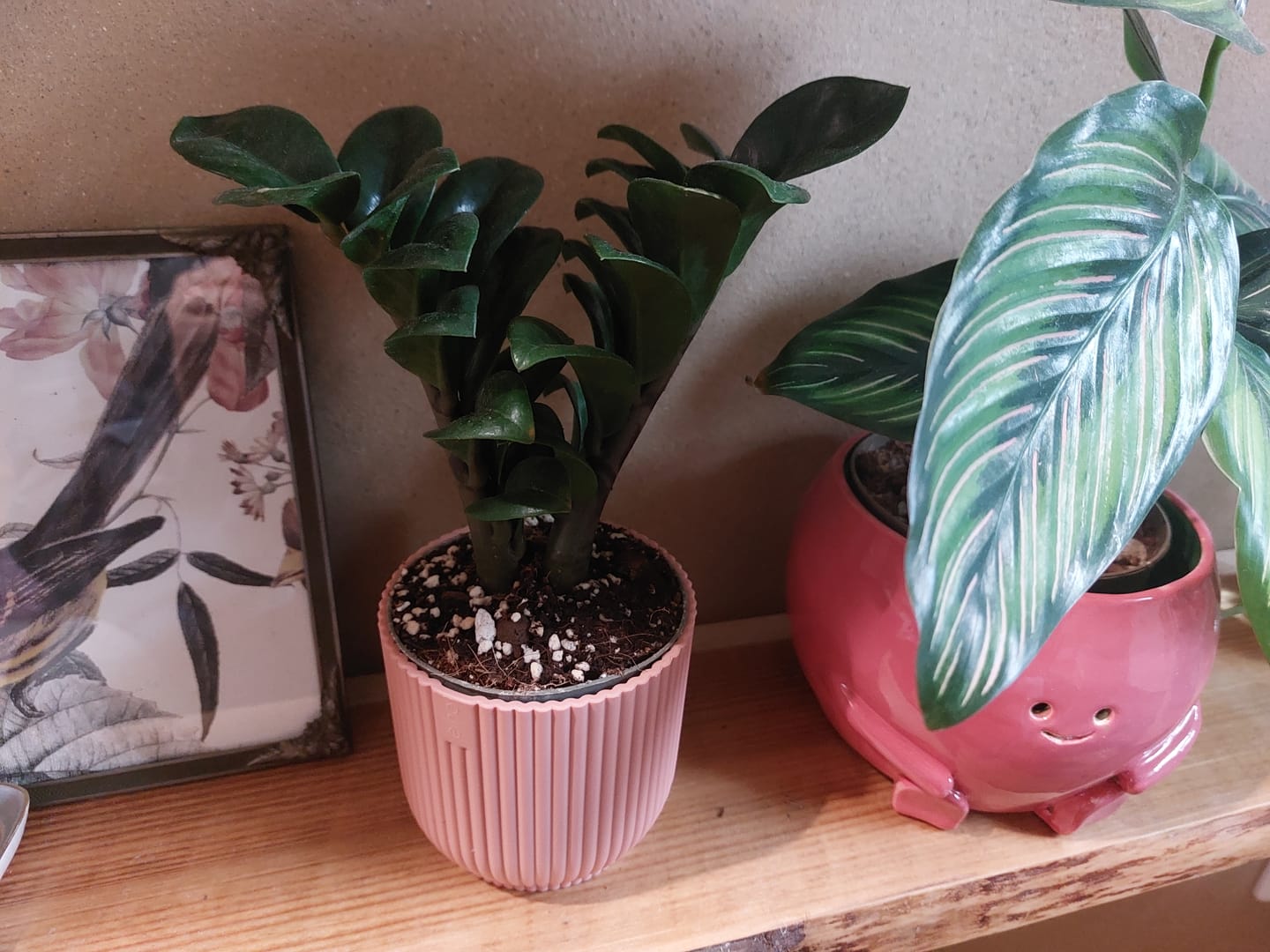 Customer photo review of ZAMIOCULCAS ZENZI
