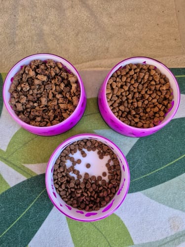 Customer photo review of Stella & Chewy - Raw Blend Mélange Brut Nourriture pour Chat - Volaille