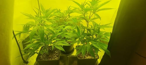 Customer photo review of Hanfstecklinge | Frozen Black Cherry