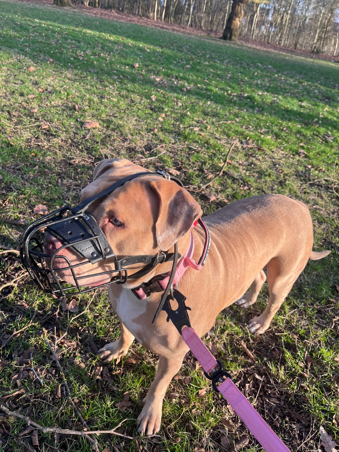 Customer photo review of 1.4m Swivel Combat Lead | Anti-Tangle & Secure Clip - Pink