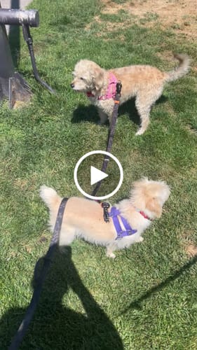 Customer video review of Correa para Dos Perros - Black Camouflage