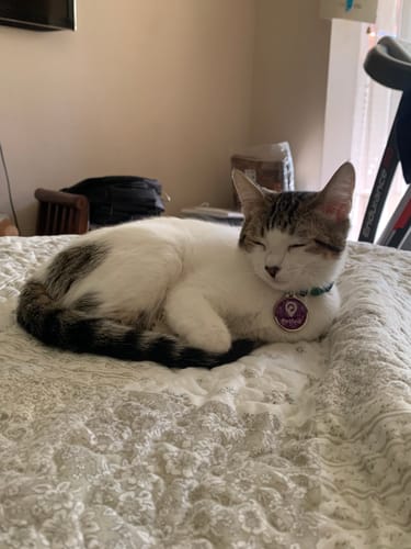 Customer photo review of Placa Morada