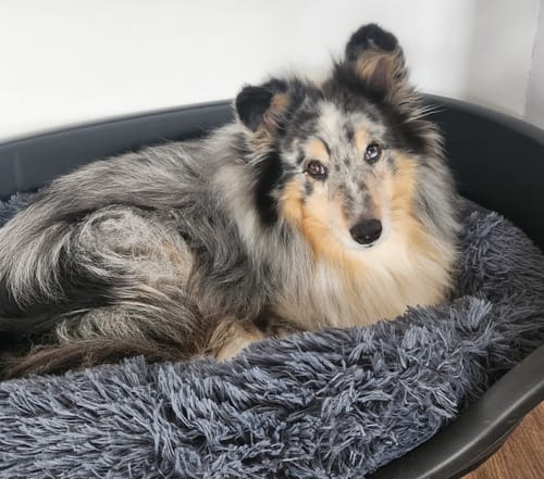 Customer photo review of Puppery Hundebett Wolke 7 - Das Original