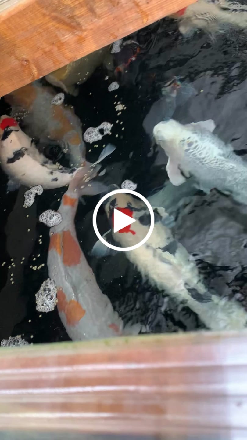 Customer video review of Cold Water Beneficial Bacteria ⅓ oz. Blocks - Fall Winter Maintenance