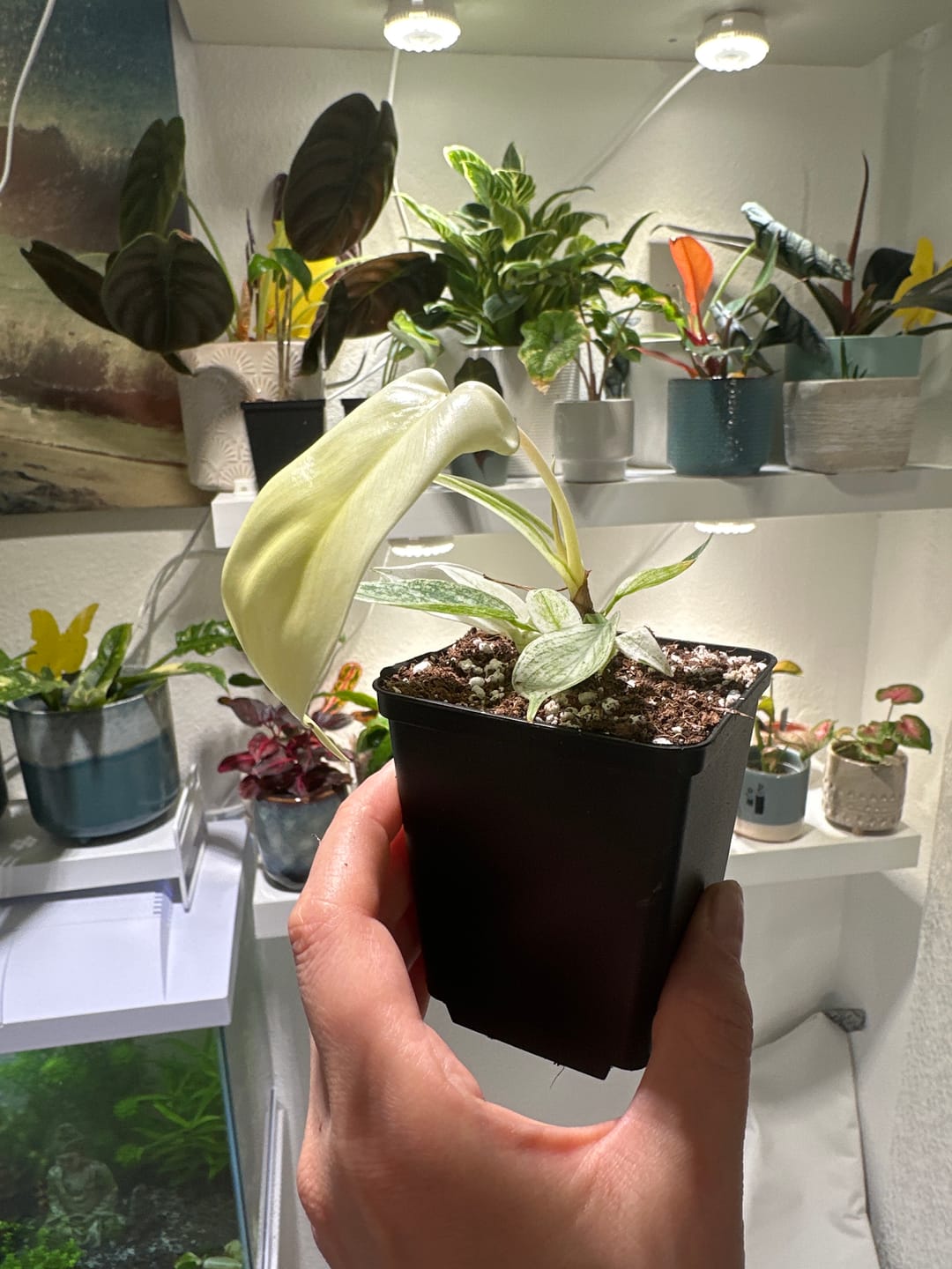Customer photo review of PHILODENDRON FLORIDA GHOST