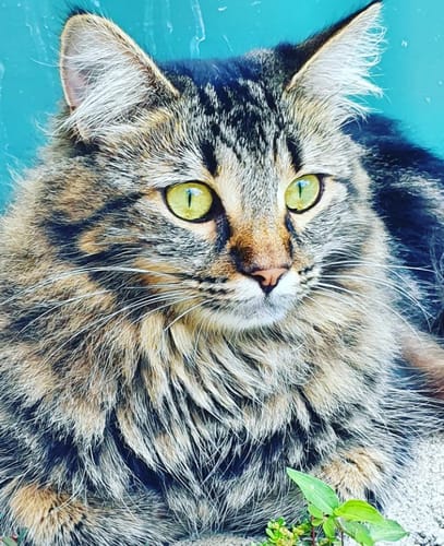 Customer photo review of 1 Month Supply – 2 Cat