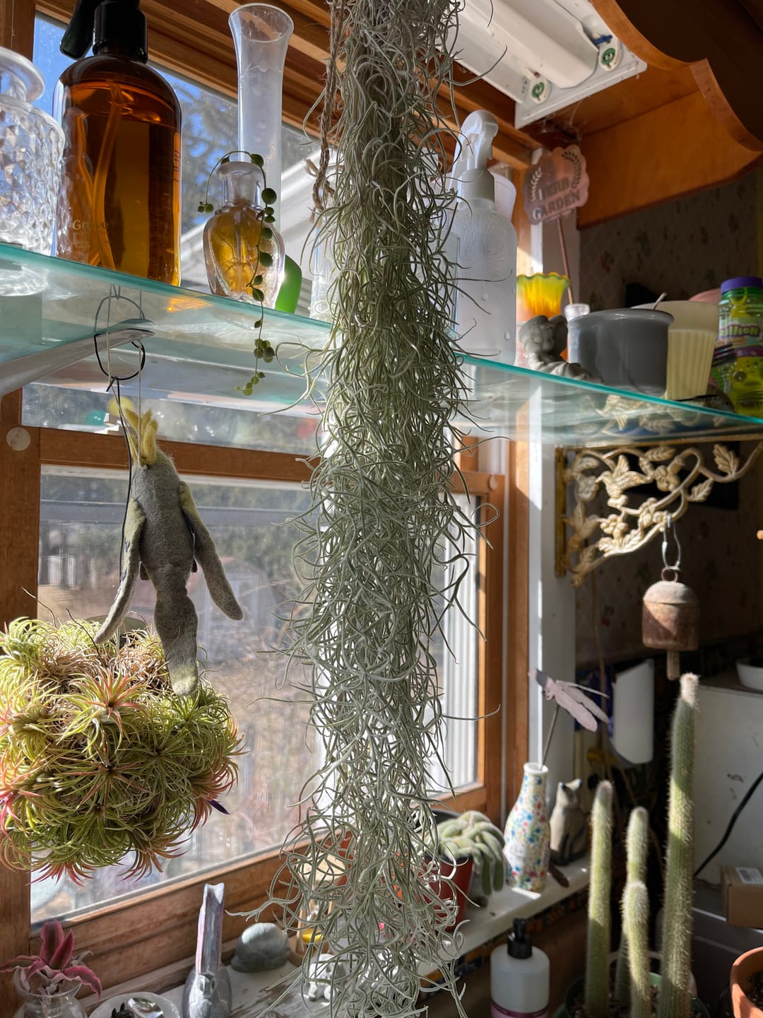 Customer photo review of Usneoides (Spanish Moss) White  On Hanging Wire!