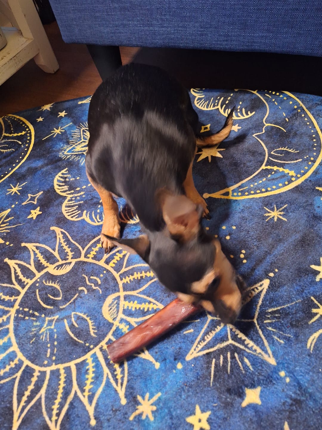Customer photo review of 6 Inch Beef Jerky Stick