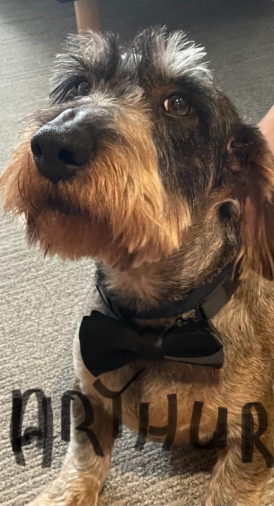Customer photo review of Croquettes de volaille riches en ingrédients frais - Moy. / Grande taille (chien adulte)