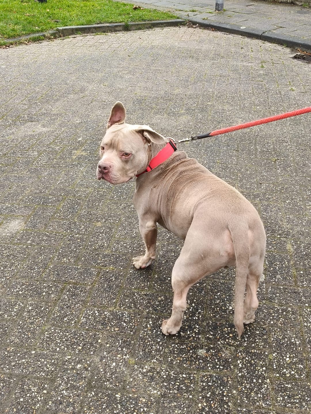 Customer photo review of 4cm Combat® Collar | Handle & Rated Clip - Red