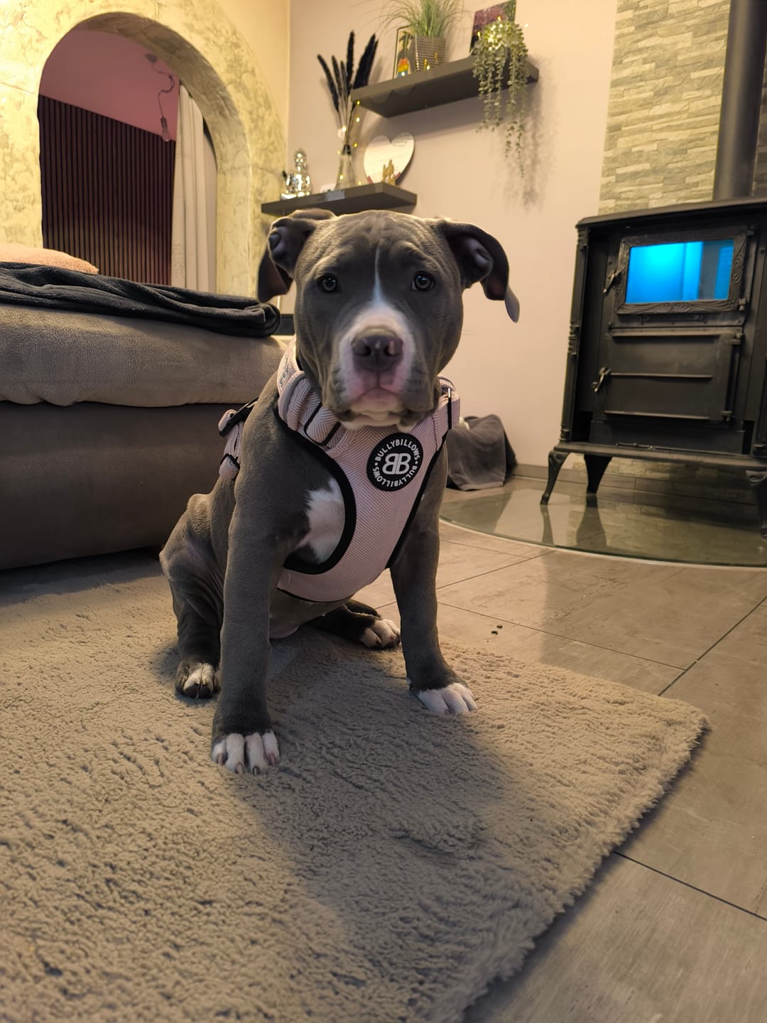 Customer photo review of Premium Comfort Herringbone Harness | Non Restrictive - Soft Pink