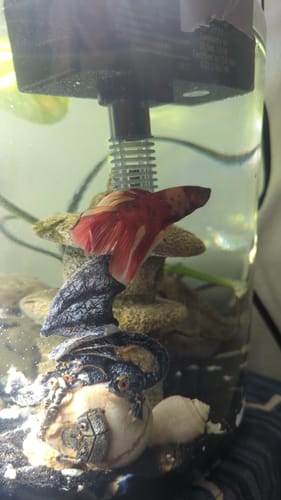 Customer photo review of Mix Galaxy Halfmoon Male Betta Fish High Grade | Buy 4 Get 1 Free | Mystery Betta