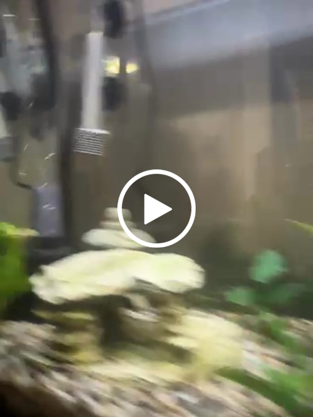 Customer video review of Christmas Moss