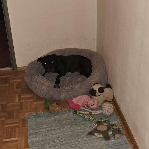 Customer photo review of Puppery Hundebett Wolke 7 - Das Original