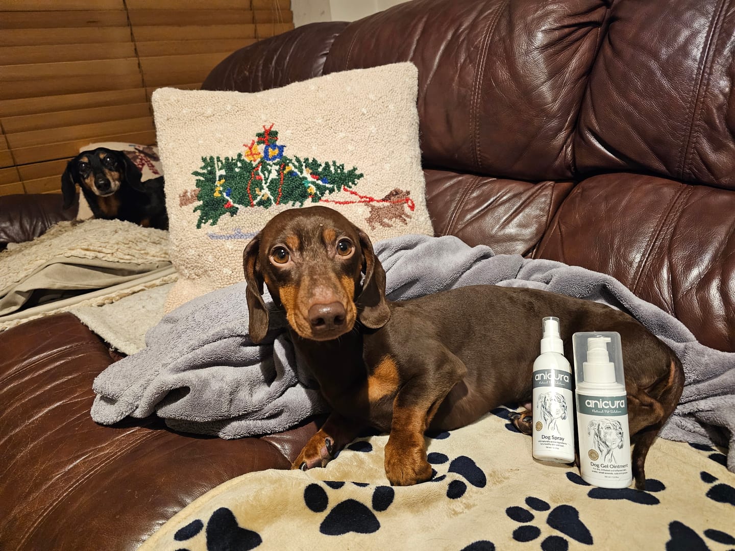 Customer photo review of Dog Duo Pack