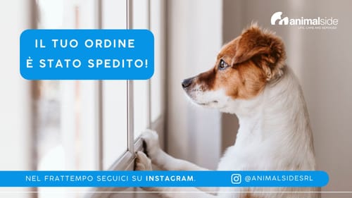 Customer photo review of Linea Grain Free - Agnello con Patate Dolci e Menta - Cane Adulto