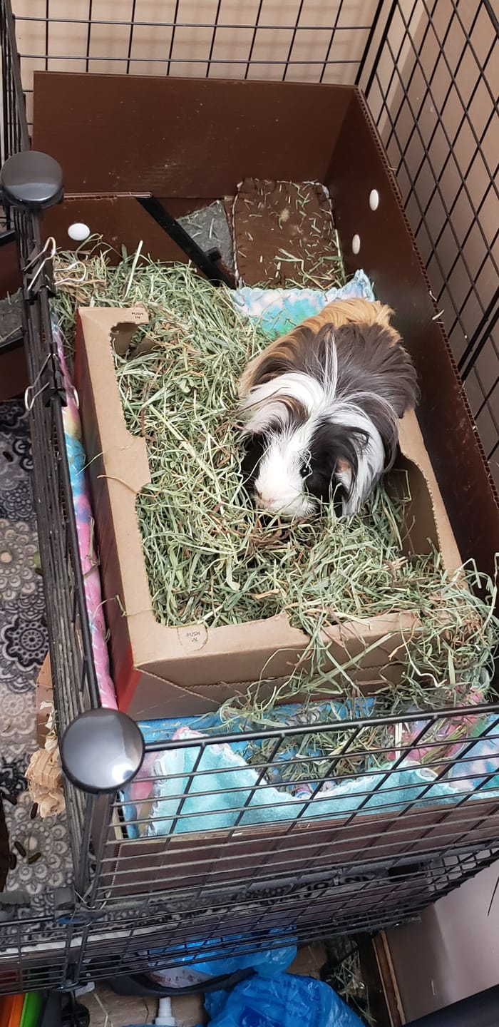 Customer photo review of Subscription Timothy Hay Box for Guinea Pigs (3 Pack)