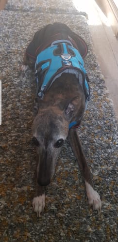 Customer photo review of Sighthound Escape Proof Harness