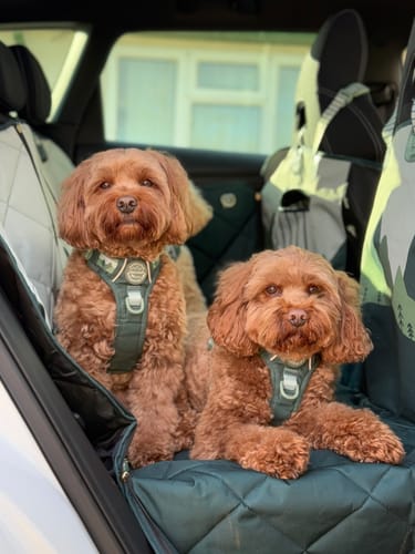 Customer photo review of Car Seat Cover - Walkies Ready® Forest Green