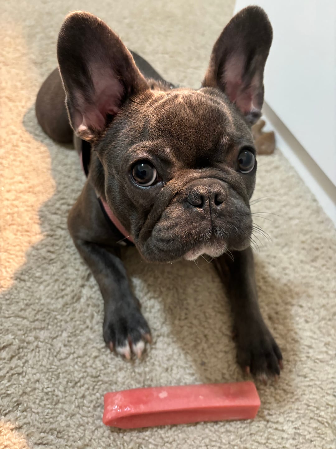Customer photo review of Strawberry Himalayan Yak Chew (MEDIUM)