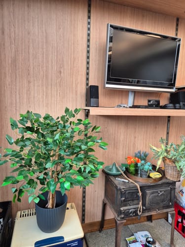 Customer photo review of Ficus Kunstboom 90cm