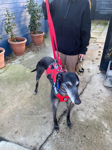 Customer photo review of Sighthound Escape Proof Harness