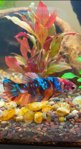 Customer photo review of Koi Nemo Black Base Female Betta Fish (Exotic Fish)