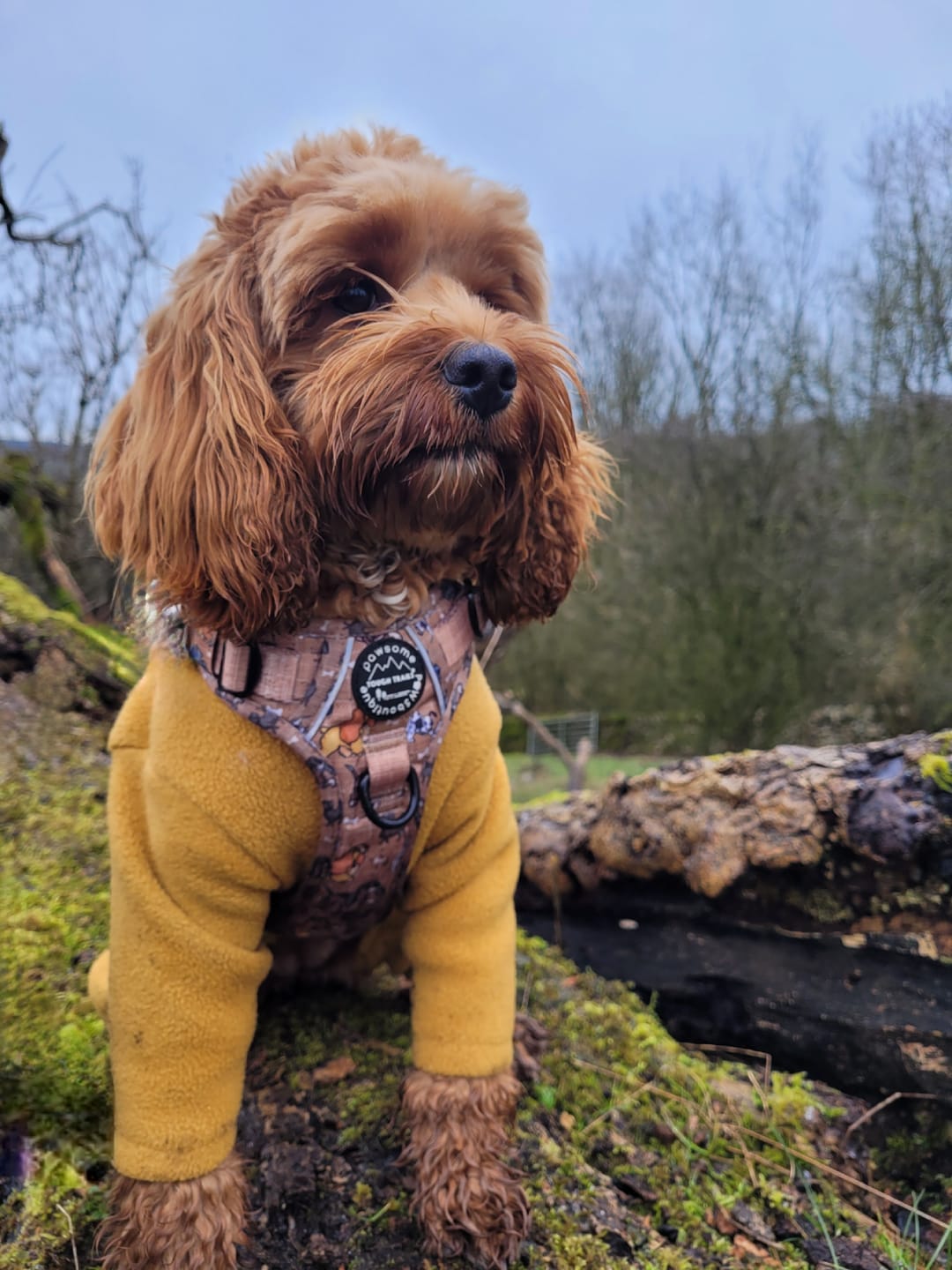 Customer photo review of Disney© Tough Trails™ Harness - Disney Dogs