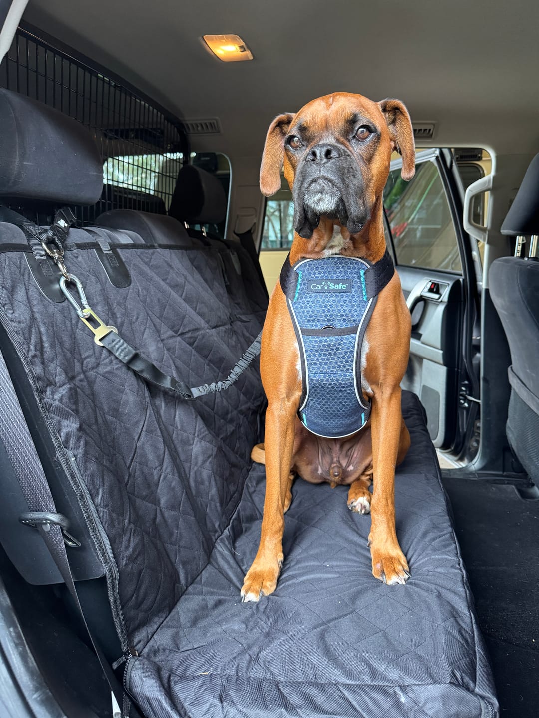 Customer photo review of 4-in-1 Dog Car Seat Cover