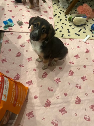 Customer photo review of Potty Buddy™ - The Durable Leak-Free Potty Pad