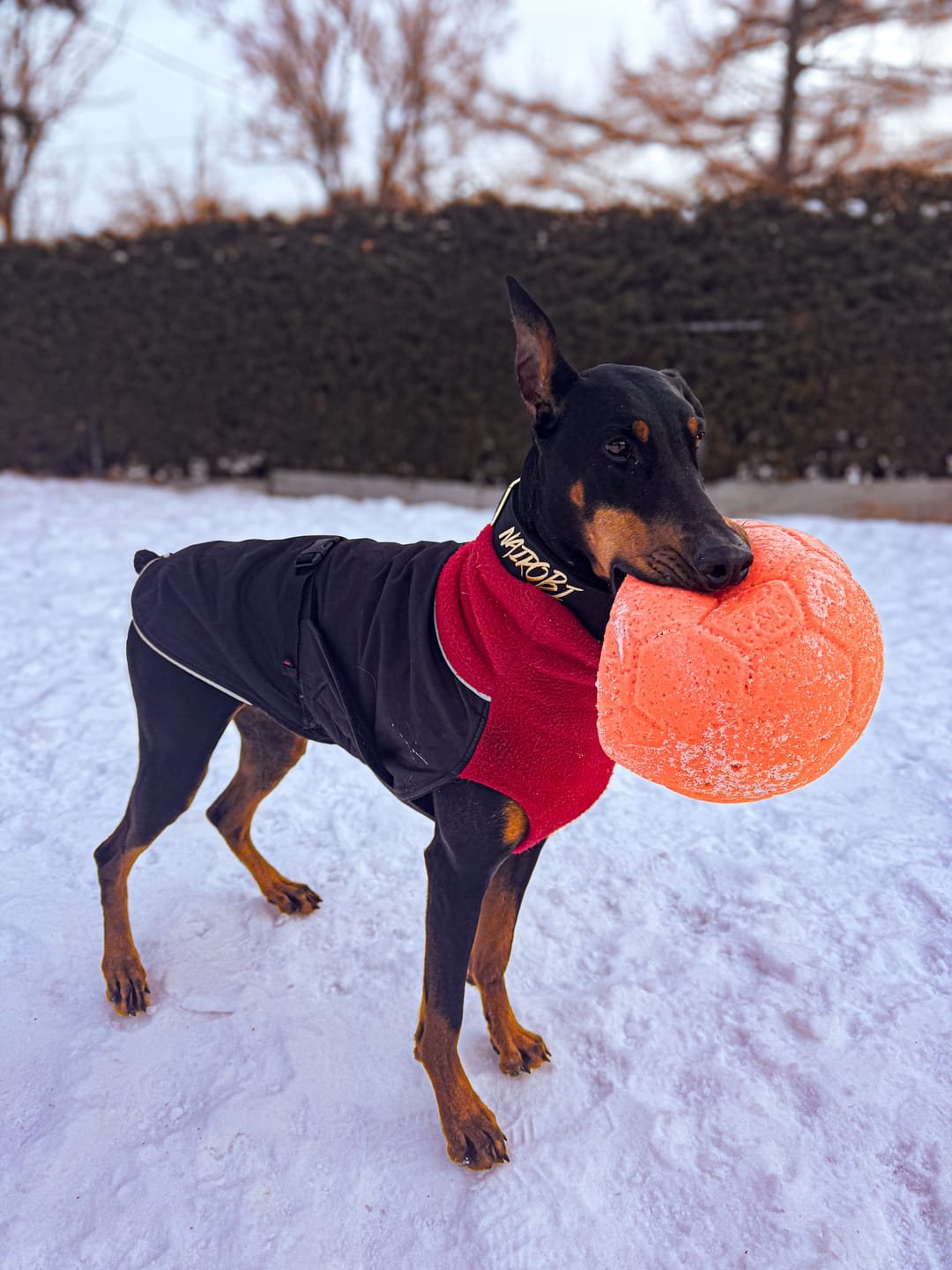Customer photo review of 2" Tacti Luxe Dog Collar - Gold Noir