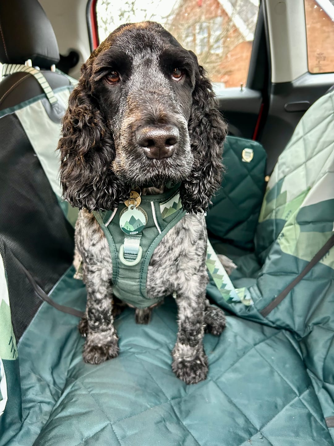 Customer photo review of Car Seat Cover - Walkies Ready® Forest Green
