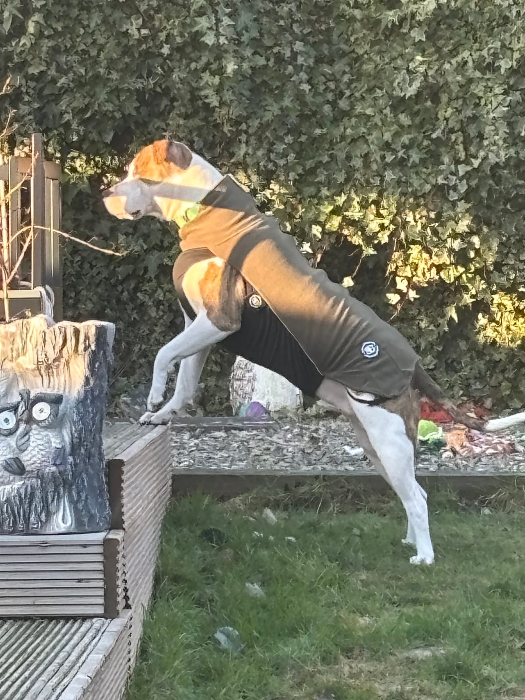 Customer photo review of Dog Fleece With Zip - Khaki