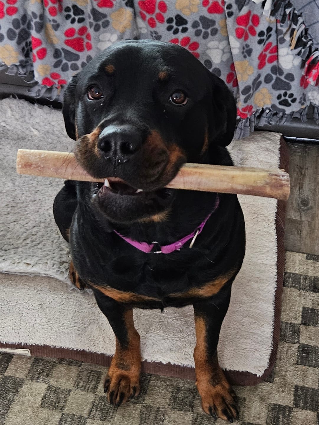 Customer photo review of Ostrich Shaft Bones (11" x 2"): The Long-Lasting, Flavorful Chew for Medium to Large Dogs