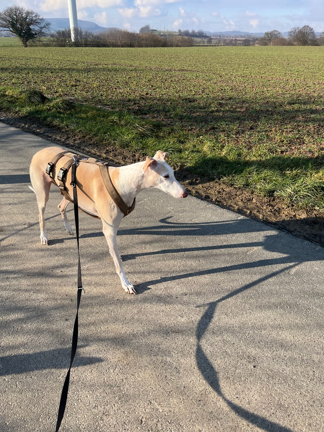Customer photo review of Sicherheitsgeschirr FUN "Golden Sand"