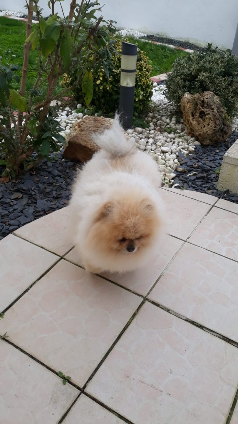 Customer photo review of Pâtées riches en volaille& aux petits pois (chien adulte)