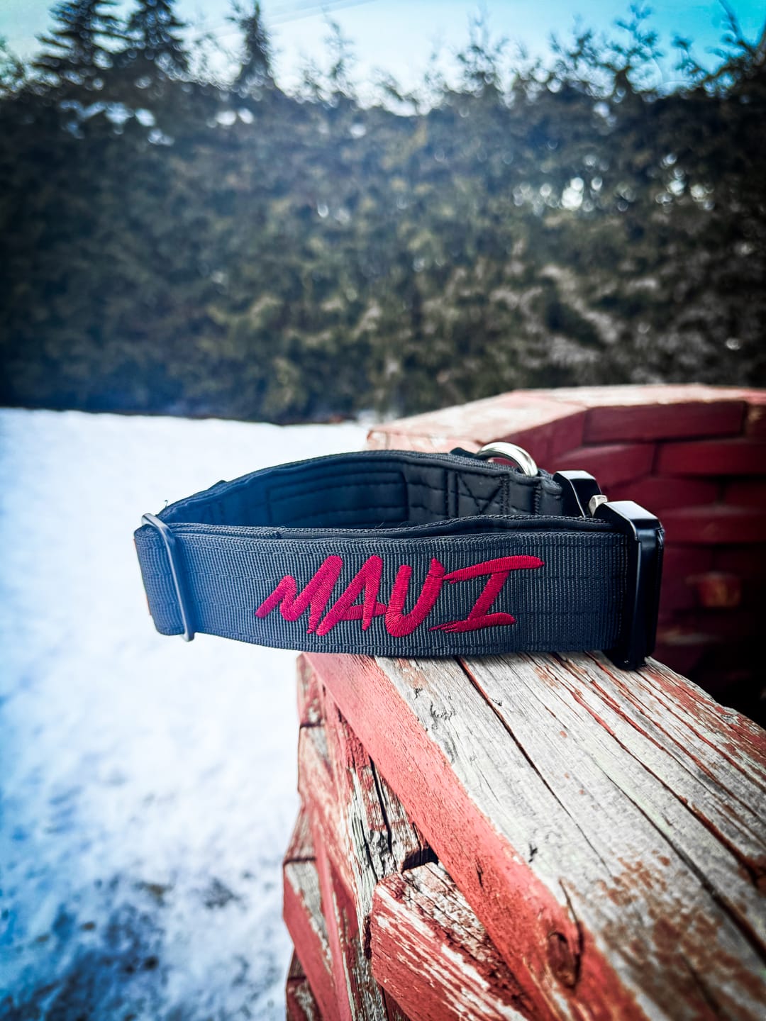Customer photo review of 1.5" Tacti Slim Dog Collar- Black