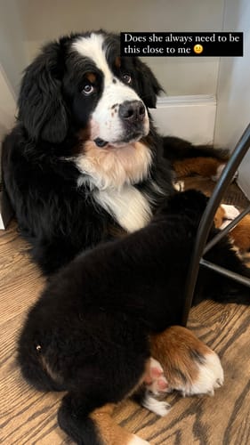 Customer photo review of Cow Ears For Dogs