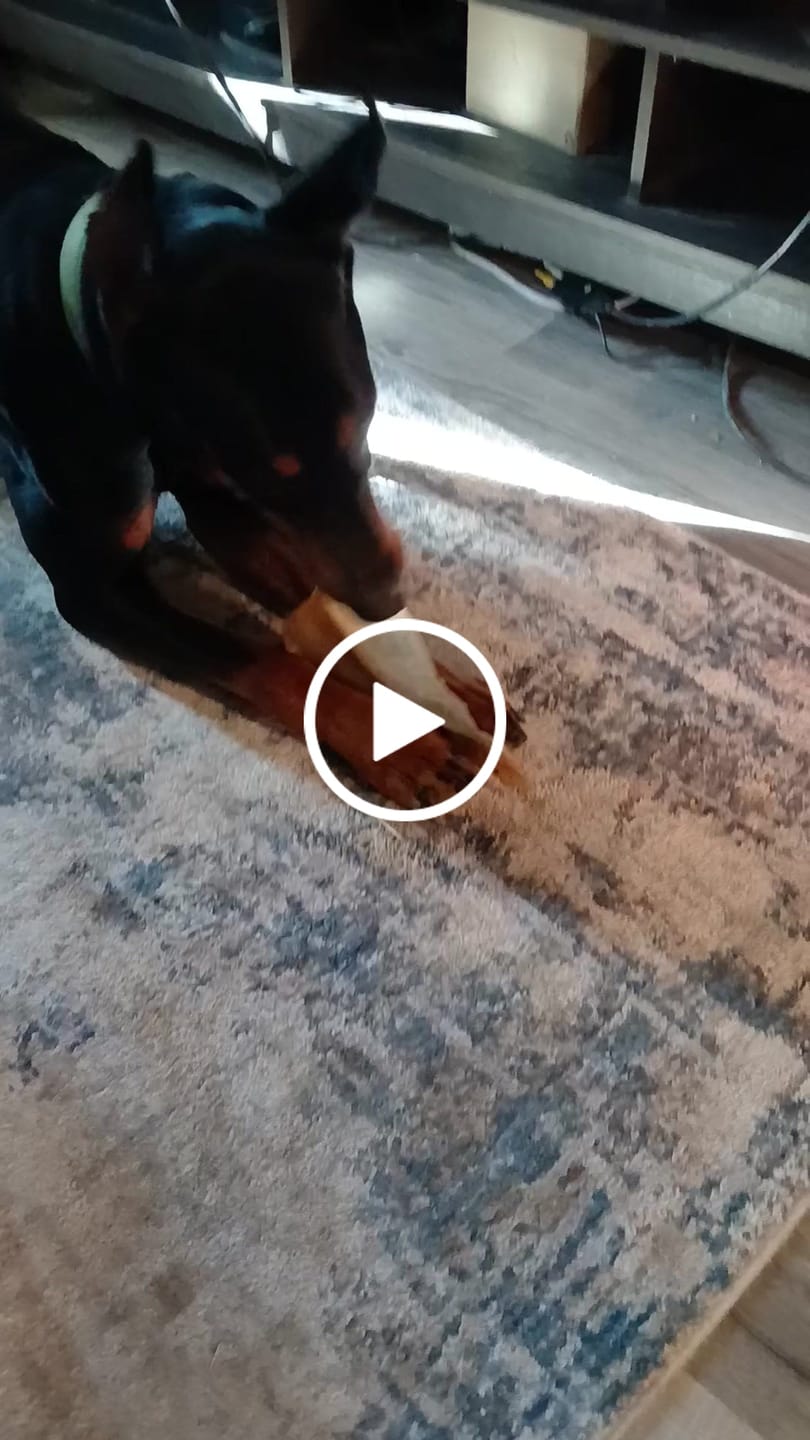 Customer video review of Natural Cow Ear