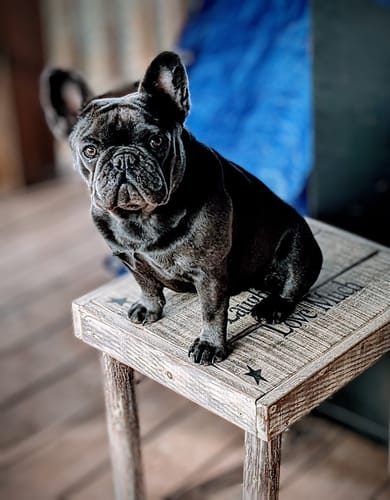 Customer photo review of The 2025 Complete Photoshop and Lightroom Bundle Only $39 With Code: SAVE50