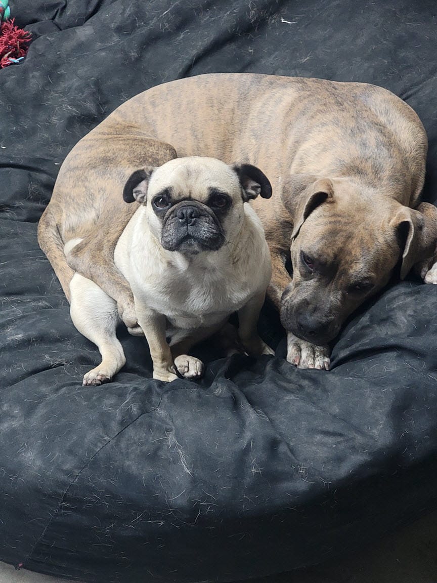Customer photo review of Dog Kennel Cough & Respiratory Support Remedy