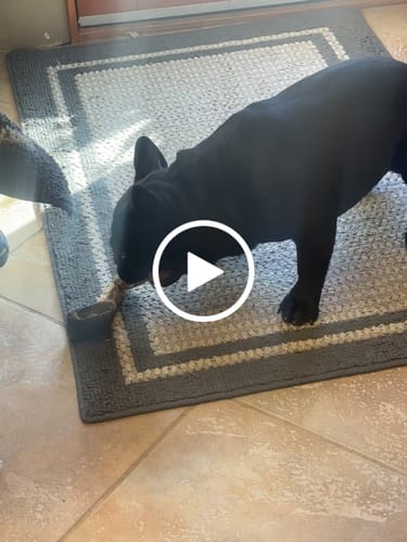 Customer video review of Ostrich Bone Chew with Hoof & Rope (12" x 2.5"): The Ultimate Chew Toy for Avid Chewers & Active Dogs