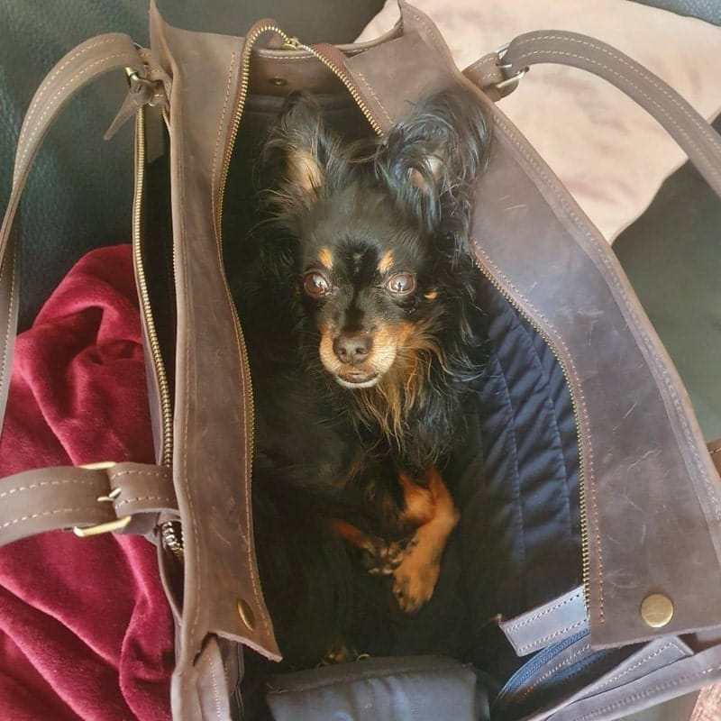 Customer photo review of Dog Travel Bag