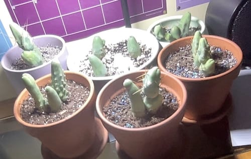 Customer photo review of Trichocereus Bridgesii Monstrose | Short Form | Type B | Penis Cactus
