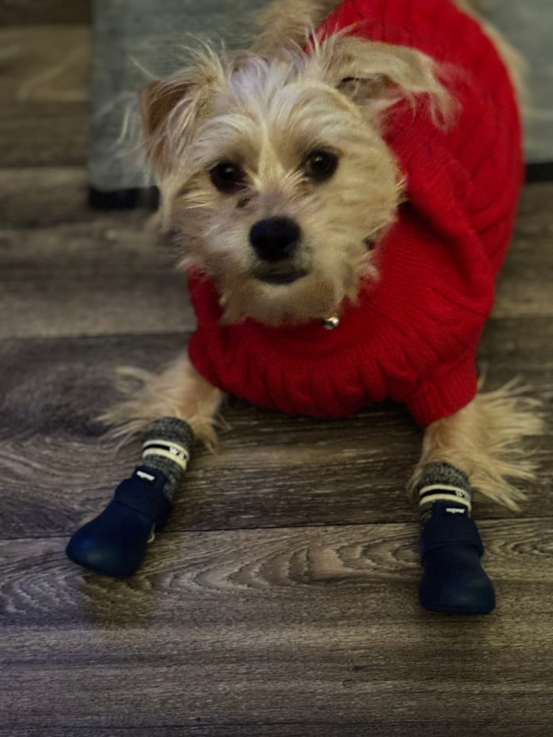 Customer photo review of WagWarmers